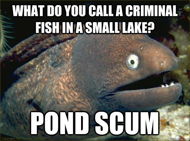 What do you call a criminal fish in a small lake? Pond Scum  Bad Joke Eel