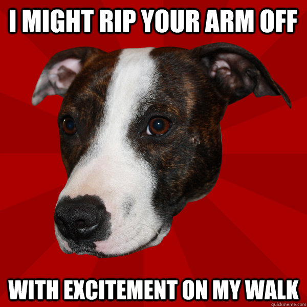 I might rip your arm off with excitement on my walk - I might rip your arm off with excitement on my walk  Vicious Pitbull Meme