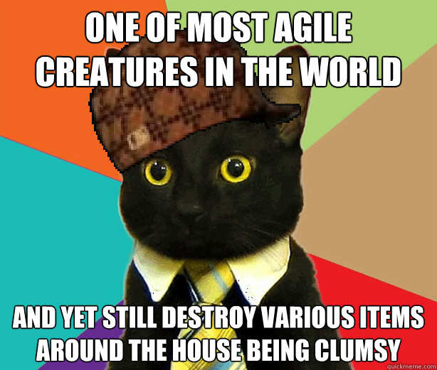 one of most agile creatures in the world and yet still destroy various items around the house being clumsy  Scumbag Cat