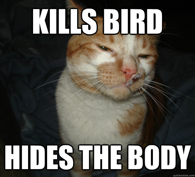 Kills bird Hides the body  Good Guy Cat
