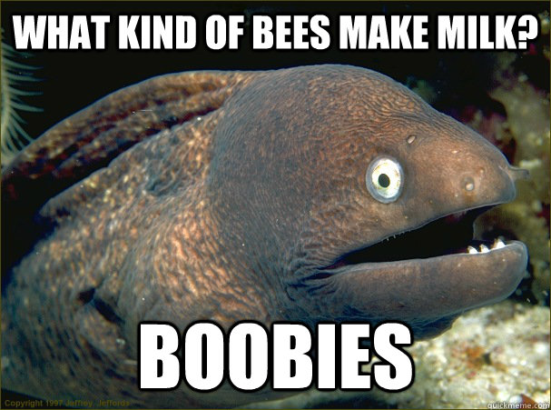 what kind of bees make milk? boobies - what kind of bees make milk? boobies  Bad Joke Eel