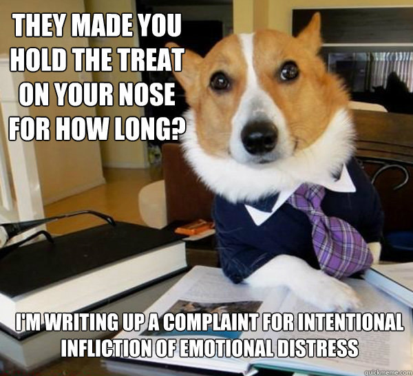 They made you hold the treat on your nose for HOW long? I'm writing up a complaint for intentional infliction of emotional distress  Lawyer Dog
