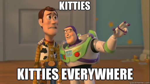 Kitties Kitties everywhere  Everywhere