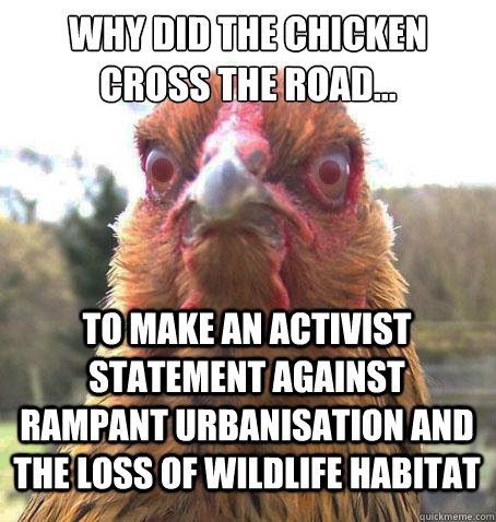 Why did the chicken cross the road... To make an activist statement against rampant urbanisation and the loss of wildlife habitat  RageChicken