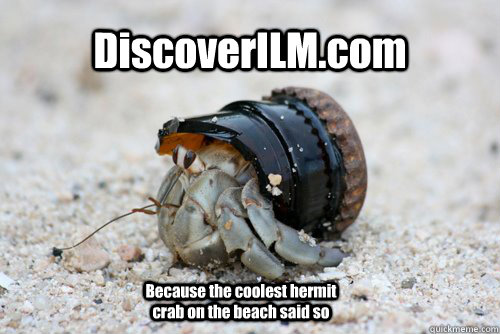 DiscoverILM.com Because the coolest hermit crab on the beach said so - DiscoverILM.com Because the coolest hermit crab on the beach said so  Hermit Crab