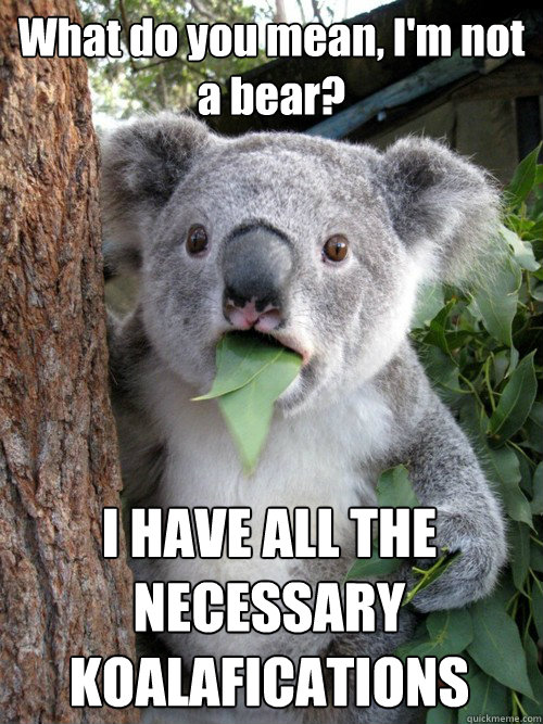 What do you mean, I'm not a bear? I HAVE ALL THE NECESSARY KOALAFICATIONS - What do you mean, I'm not a bear? I HAVE ALL THE NECESSARY KOALAFICATIONS  Surprised Koala