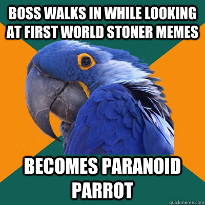 boss walks in while looking at first world stoner memes becomes paranoid parrot  Paranoid Parrot