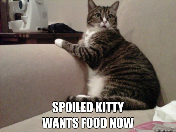  spoiled kitty 
wants food now -  spoiled kitty 
wants food now  Spoiled Kitty