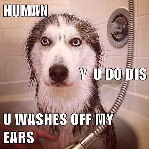 Husky After Bath -   Misc