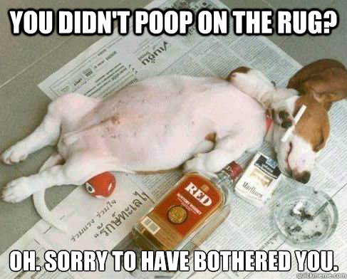 You didn't poop on the rug? Oh. Sorry to have bothered you.  