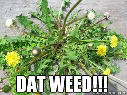 DAT WEED!!!  
