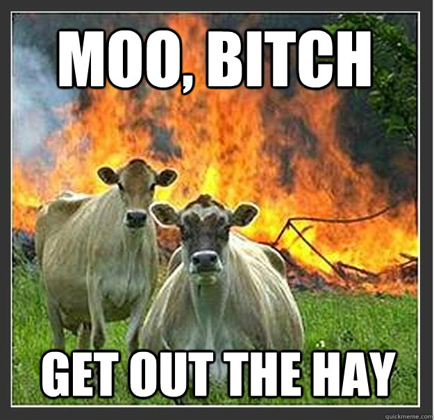 moo, bitch get out the hay - moo, bitch get out the hay  Evil cows