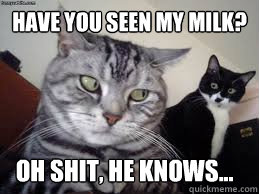 Have you seen my milk? Oh shit, he knows... - Have you seen my milk? Oh shit, he knows...  Suspicious Cat