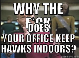 WHY THE F*CK DOES YOUR OFFICE KEEP HAWKS INDOORS? Annoyed Picard