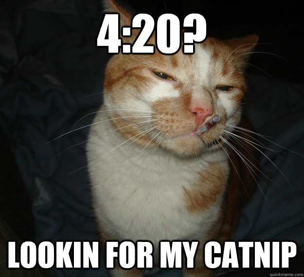 4:20? lookin for my catnip  Cool Cat Craig