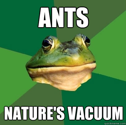 Ants nature's vacuum  Foul Bachelor Frog