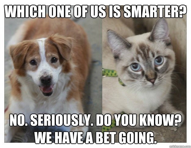 Which one of us is smarter? No. Seriously. Do you know? We have a bet going.  Whos Smarter Dog vs Cat