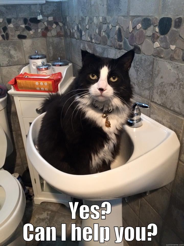  YES? CAN I HELP YOU? Misc