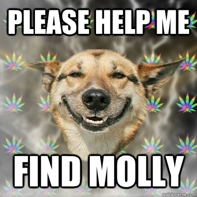 PLease help me find molly  Stoner Dog