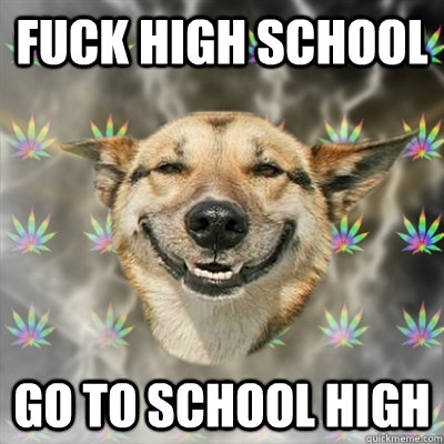 Fuck High School Go to School High  Stoner Dog