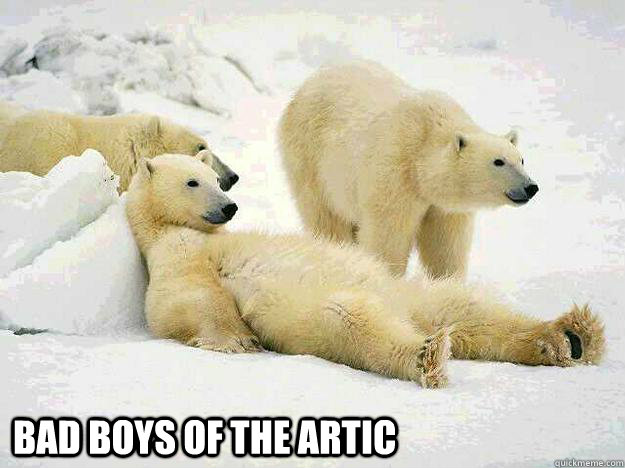 bad boys of the artic  BI POLAR BEAR