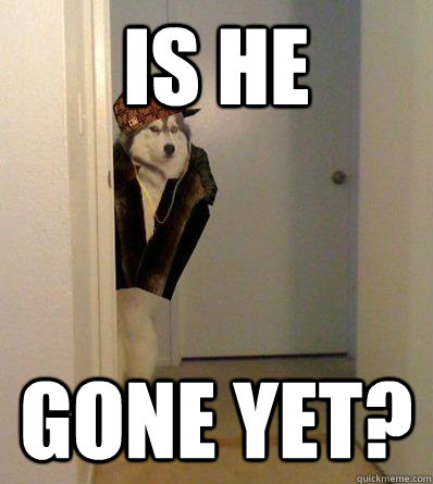 IS HE GONE YET? - IS HE GONE YET?  Scumbag dog