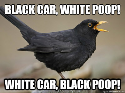 Black car, white poop! White car, black poop!  