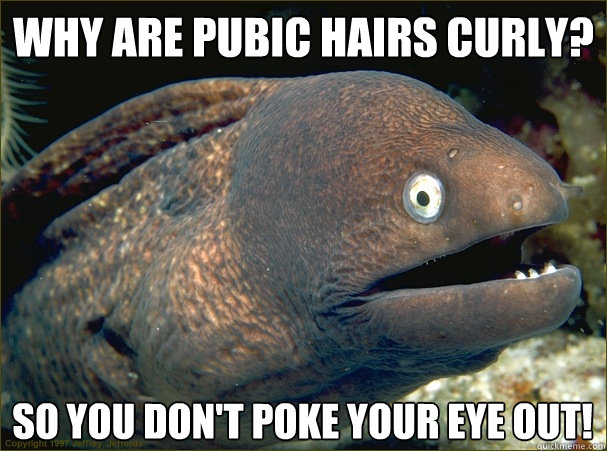 Why are pubic hairs curly? So you don't poke your eye out! - Why are pubic hairs curly? So you don't poke your eye out!  Bad Joke Eel