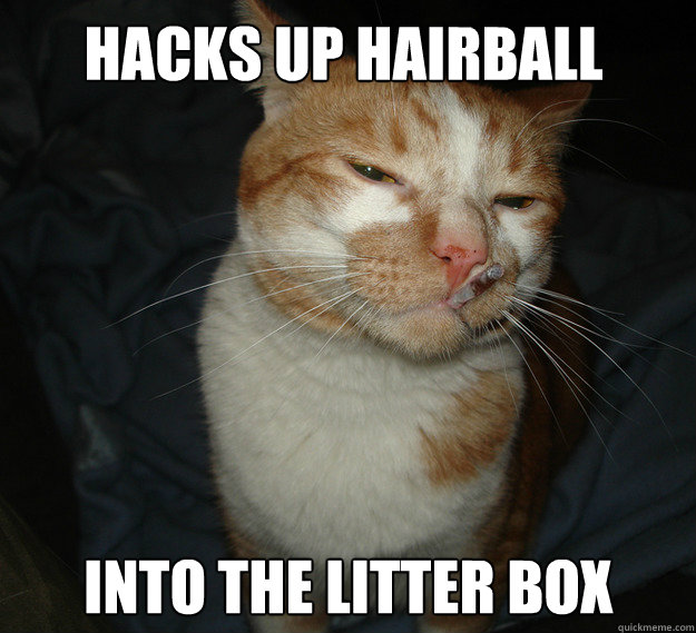 Hacks up hairball into the litter box  Cool Cat Craig