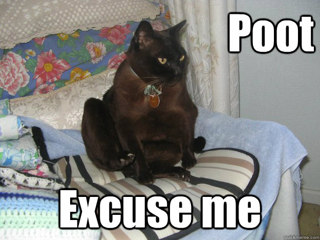 Poot Excuse me  Farting Cat