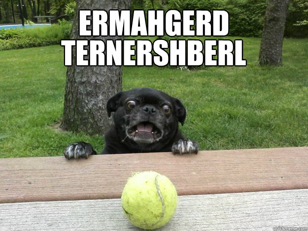 Ermahgerd Ternershberl  Berks Dog