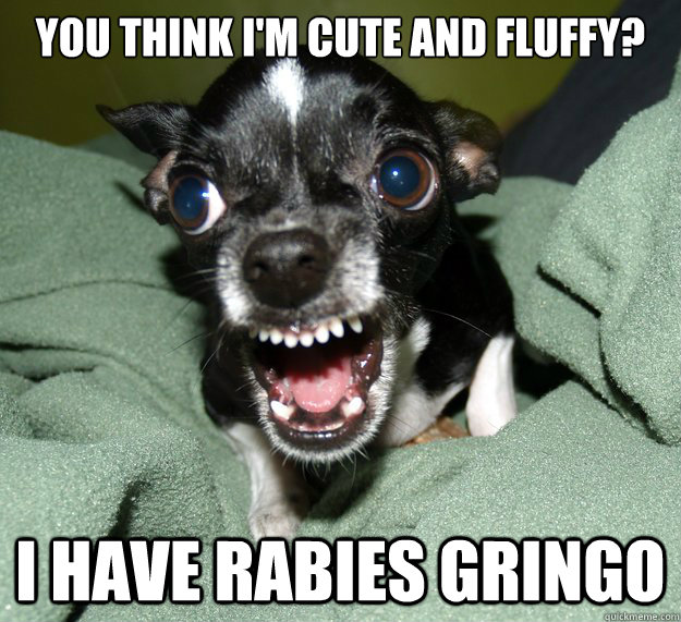 You think I'm cute and fluffy? I have rabies Gringo  Chihuahua Logic