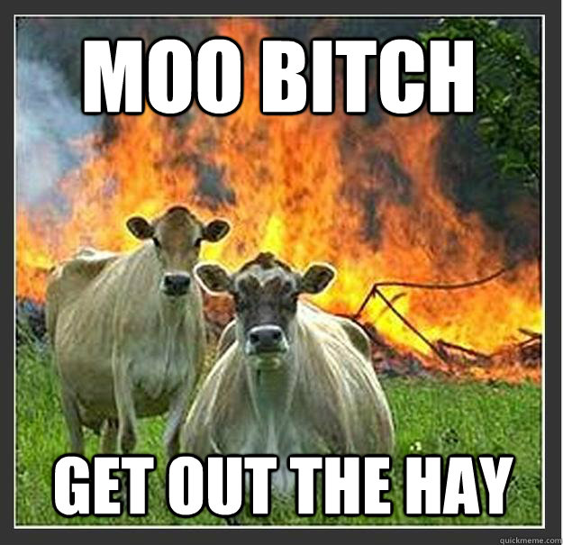 Moo bitch Get out the hay  - Moo bitch Get out the hay   Evil cows