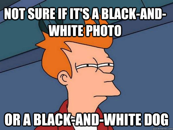 Not sure if it's a black-and-white photo Or a black-and-white dog  Futurama Fry