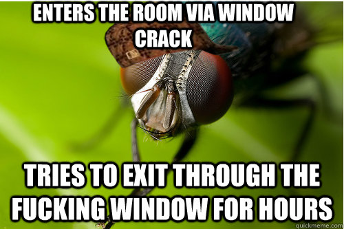 enters the room via window crack Tries to exit through the fucking window for hours  Scumbag Fly