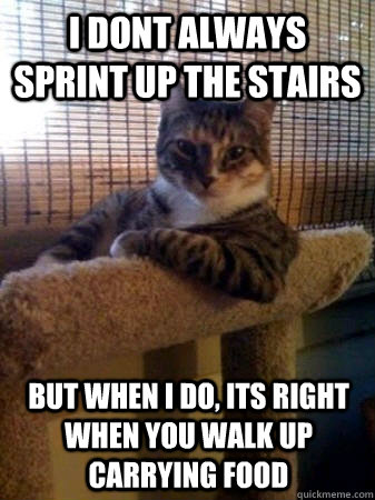 I dont always sprint up the stairs but when i do, its right when you walk up carrying food  The Most Interesting Cat in the World
