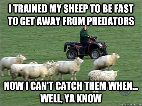 I trained my sheep to be fast to get away from predators Now I can't catch them when... well, ya know  Welsh Problems