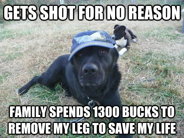 gets shot for no reason family spends 1300 bucks to remove my leg to save my life - gets shot for no reason family spends 1300 bucks to remove my leg to save my life  1300 doller dog