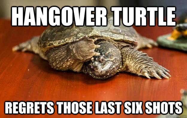 Hangover Turtle Regrets those last six shots  