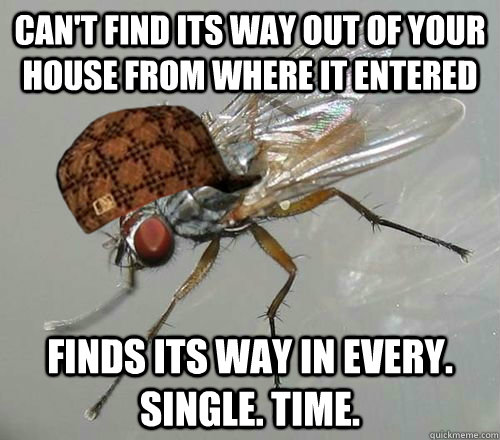 Can't find its way out of your house from where it entered Finds its way in every. single. time. - Can't find its way out of your house from where it entered Finds its way in every. single. time.  Misc