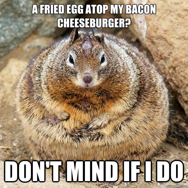 A fried egg atop my bacon cheeseburger? don't mind if i do  Obese American Squirrel