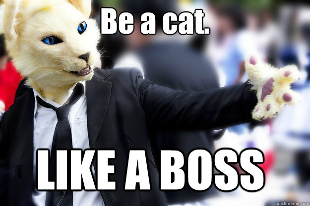 Be a cat. LIKE A BOSS  Furry CEO