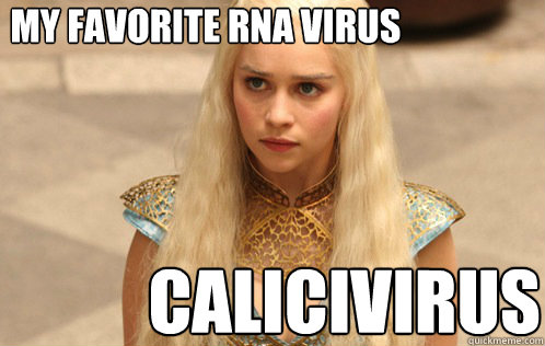 My favorite RNA virus Calicivirus  