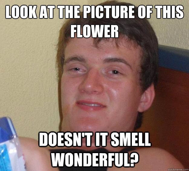 Look at the picture of this flower doesn't it smell wonderful?  10 Guy
