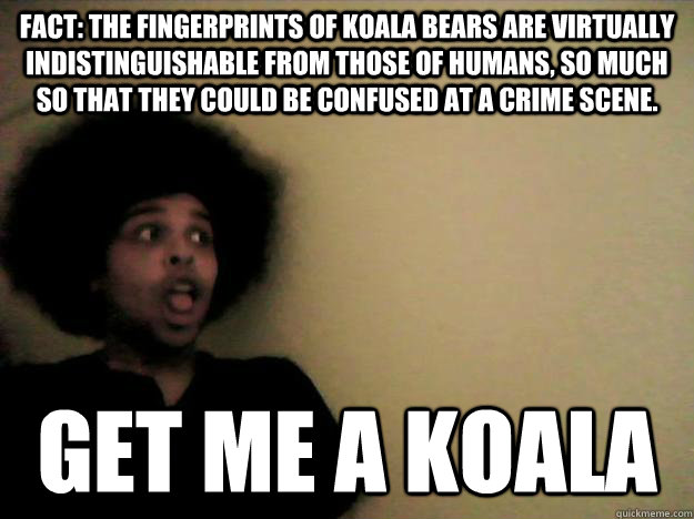 fact: The fingerprints of koala bears are virtually indistinguishable from those of humans, so much so that they could be confused at a crime scene. GET ME A KOALA  
