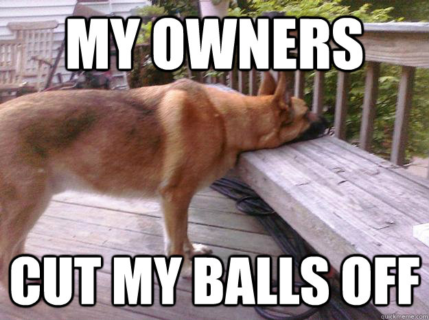 My owners cut my balls off - My owners cut my balls off  First World Dog problems