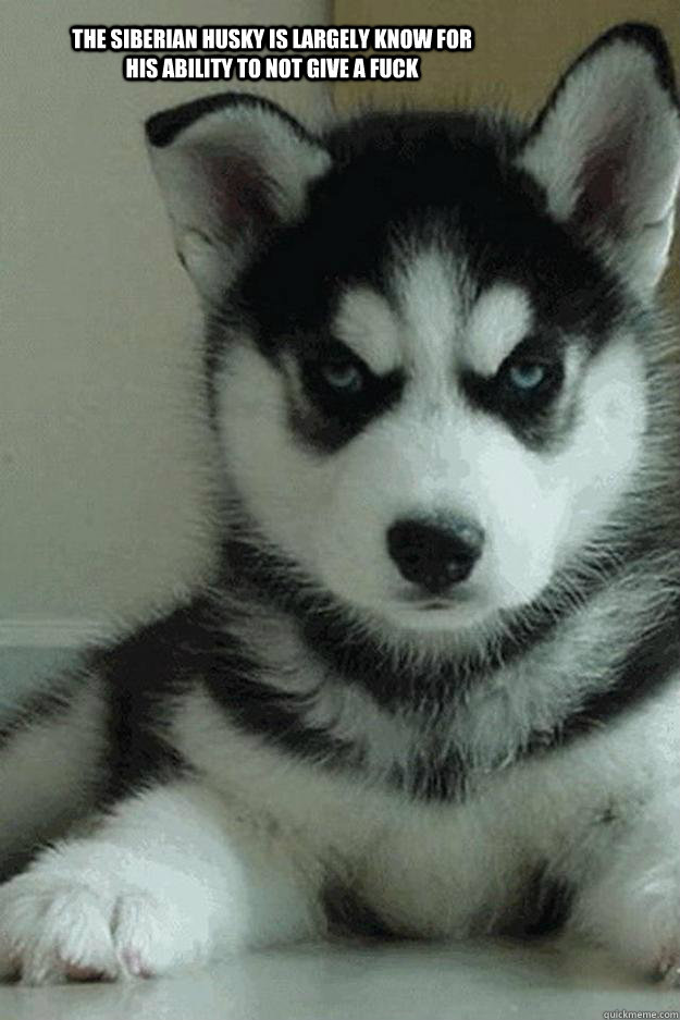 The Siberian husky is largely know for his ability to not give a fuck - The Siberian husky is largely know for his ability to not give a fuck  Idontgiveafuck dog