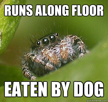RUNS ALONG FLOOR EATEN BY DOG  Misunderstood Spider