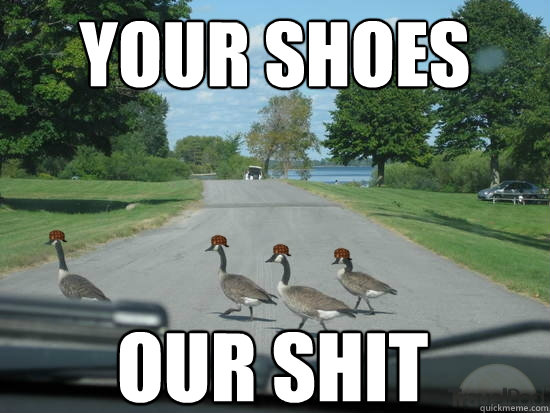 your shoes our shit - your shoes our shit  Scumbag Geese