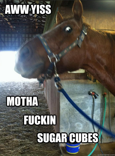Aww yiss Motha Fuckin Sugar cubes - Aww yiss Motha Fuckin Sugar cubes  Overeager horse